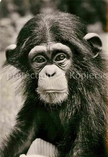 AK / Ansichtskarte Affen Schimpanse  Kat. Tiere