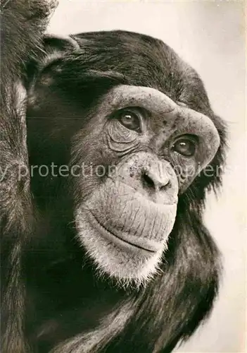 AK / Ansichtskarte Affen Schimpanse  Kat. Tiere
