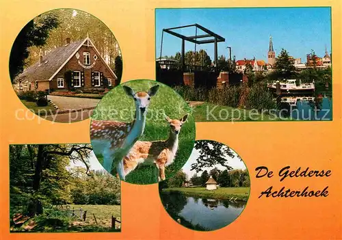 AK / Ansichtskarte Achterhoek Gelderland Teilansichten Waldpartie Rehe