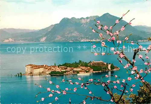 AK / Ansichtskarte Isola Bella Panorama Baumbluete Alpen Kat. Lago Maggiore