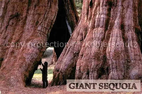 AK / Ansichtskarte Baeume Trees Giant Sequoia Sierra Nevada Mountains California  Kat. Pflanzen