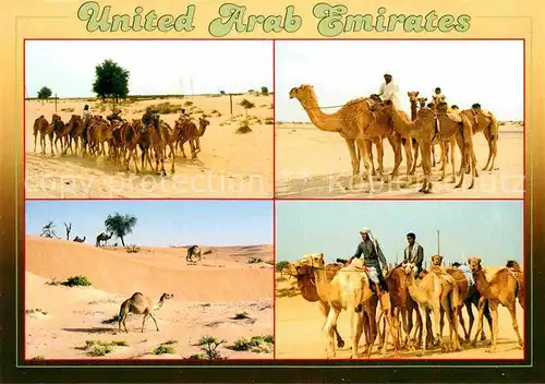 AK / Ansichtskarte Kamele United Arab Emirates  Kat. Tiere