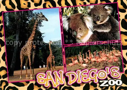 AK / Ansichtskarte Zoo San Diego California Giraffe Koala Flamingo  Kat. Tiere