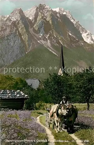 AK / Ansichtskarte Garmisch Partenkirchen Ochsenkarren Blick zur Zugspitze Wettersteingebirge Kat. Garmisch Partenkirchen