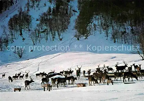 AK / Ansichtskarte Kleinsoelk Wildfuetterung Breitlahn im Winter Kat. Kleinsoelk