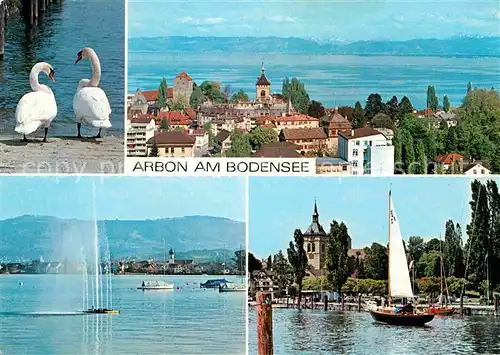 AK / Ansichtskarte Arbon TG Bodensee Schwaene Kat. Arbon