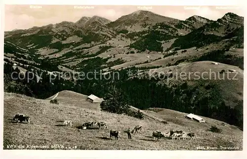 AK / Ansichtskarte Oberstaufen Almvieh Kuehe Panorama Allgaeuer Alpen Wo die Alpenrosen blueh n Kat. Oberstaufen