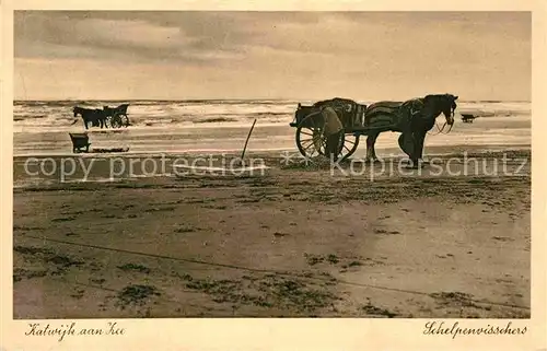 AK / Ansichtskarte Katwijk aan Zee Schelpenvisschers Muschselfischer Pferdewagen Kat. Katwijk