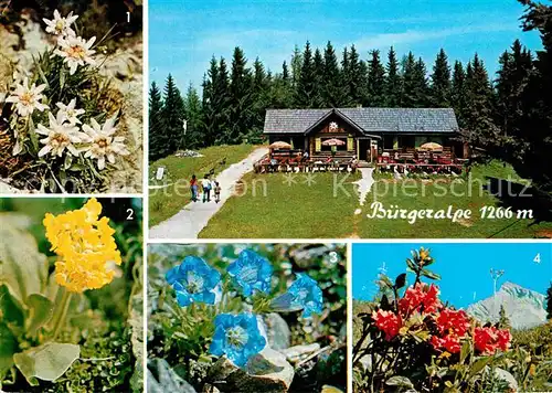 AK / Ansichtskarte Mariazell Steiermark Buergeralpe Alpenflora Kat. Mariazell