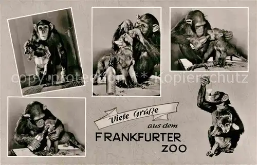 AK / Ansichtskarte Affen Hund Zoo Frankfurt  Kat. Tiere