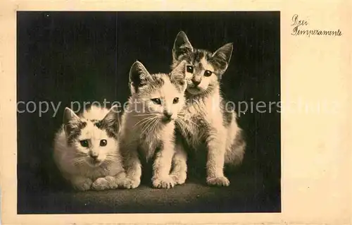 AK / Ansichtskarte Katzen Drei Temperamente Foto PH Nr. 778 Kat. Tiere