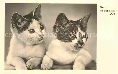 AK / Ansichtskarte Katzen  Kat. Tiere