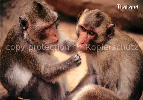 AK / Ansichtskarte Affen Thai Monkeys Thailand  Kat. Tiere