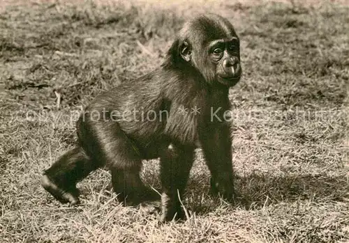 AK / Ansichtskarte Affen Junger Gorilla  Kat. Tiere