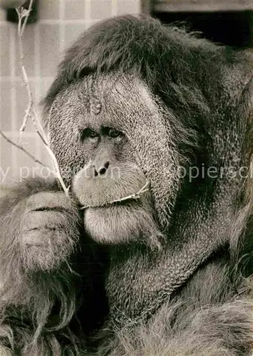 AK / Ansichtskarte Affen Orang Utan  Kat. Tiere