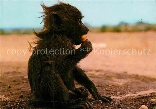 AK / Ansichtskarte Affen Baby Baboon  Kat. Tiere