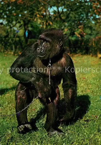 AK / Ansichtskarte Affen Gorilla  Kat. Tiere