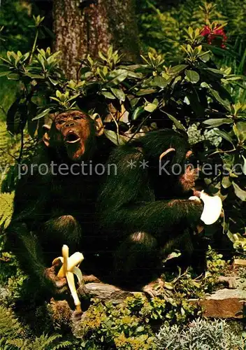 AK / Ansichtskarte Affen Schimpansen  Kat. Tiere