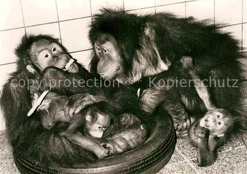 AK / Ansichtskarte Affen Orang Utan Muetter mit Jungtieren Zoo Dresden  Kat. Tiere