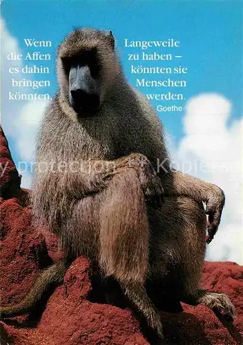 AK / Ansichtskarte Affen Goethe  Kat. Tiere