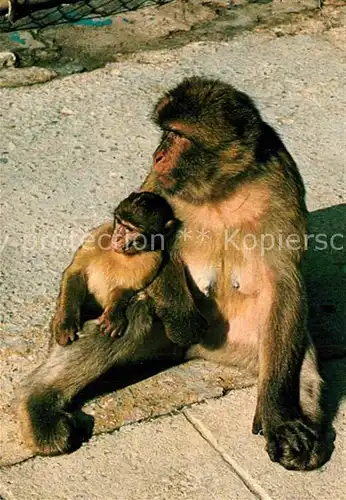 AK / Ansichtskarte Affen Gibraltar  Kat. Tiere