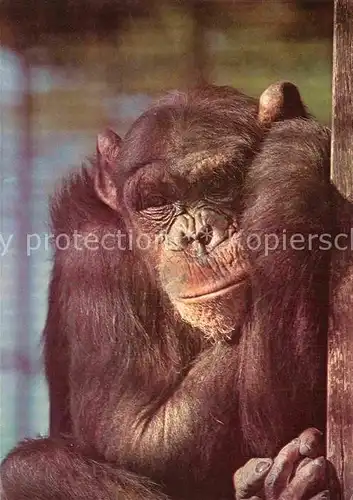 AK / Ansichtskarte Affen Schimpanse Russland  Kat. Tiere