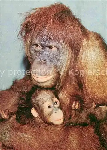 AK / Ansichtskarte Affen Orang Utan  Kat. Tiere