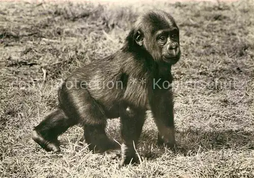 AK / Ansichtskarte Affen Junger Gorilla  Kat. Tiere