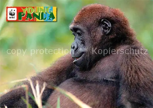 AK / Ansichtskarte Affen Gorilla Afrika WWF Young Panda  Kat. Tiere