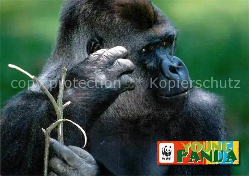 AK / Ansichtskarte Affen Gorilla Afrika WWF Young Panda  Kat. Tiere