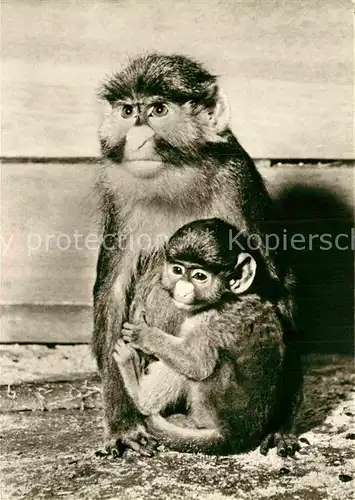 AK / Ansichtskarte Affen Weissnasenmeerkatze mit Jungem Zoo Leipzg  Kat. Tiere