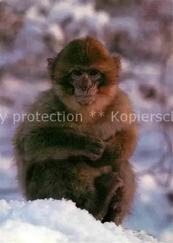 AK / Ansichtskarte Affen Berberaffe Affenberg Salem Bodensee  Kat. Tiere