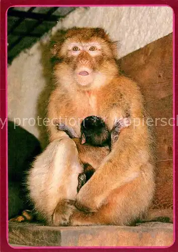 AK / Ansichtskarte Affen Berberaffe mit Jungtier Tierpark Ueckermuende  Kat. Tiere