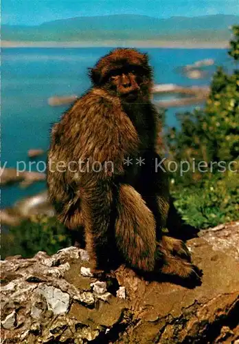 AK / Ansichtskarte Affen Rock Ape Gibraltar  Kat. Tiere