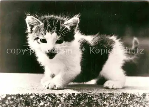 AK / Ansichtskarte Katzen  Kat. Tiere