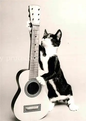 AK / Ansichtskarte Katzen Gitarre Kat. Tiere
