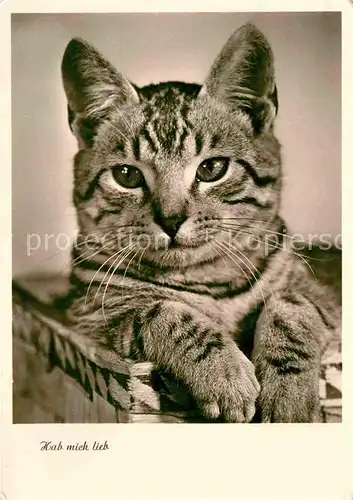 AK / Ansichtskarte Katzen Foto Amag Nr. 70547 Kat. Tiere