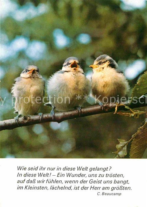AK / Ansichtskarte Voegel Gedicht C. Beaucamp Kat. Tiere Nr. kc45058