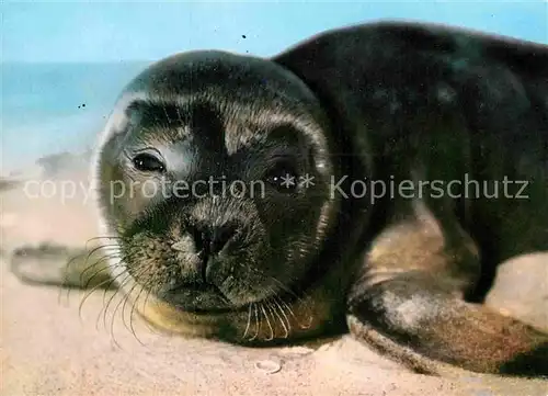 AK / Ansichtskarte Seehunde Robben Nordseestrand  Kat. Tiere