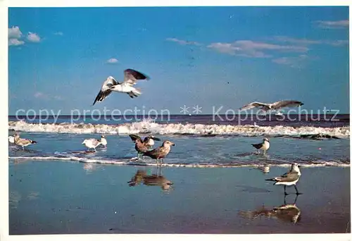 AK / Ansichtskarte Moewen Sea Gulls Long Island  Kat. Tiere
