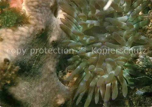 AK / Ansichtskarte Meerestiere Seeanemonen Goldrose Condylactis aurantiaca Kat. Tiere