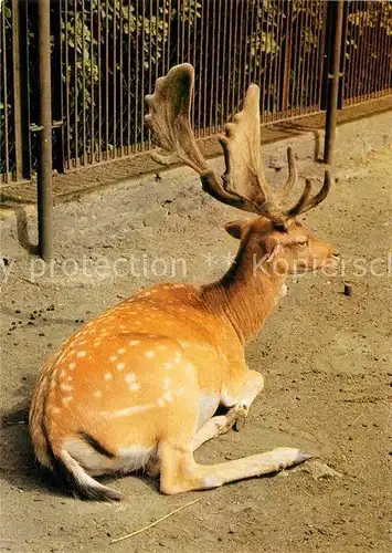 AK / Ansichtskarte Hirsch Damhirsch Tierpark Bischofswerda  Kat. Tiere