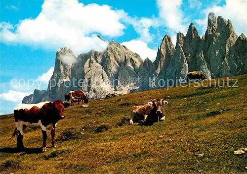 AK / Ansichtskarte Kuehe Dolomiti Gruppo delle Odle  Kat. Tiere