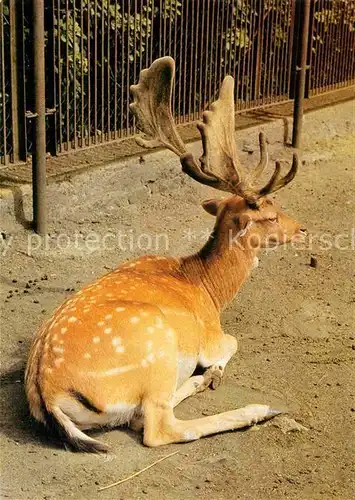 AK / Ansichtskarte Hirsch Damhirsch Tierpark Bischofswerda Kat. Tiere