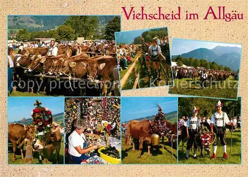 AK / Ansichtskarte Kuehe Viehscheid Almabtrieb Allgaeu Kat. Tiere