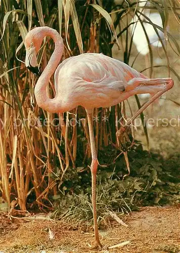 AK / Ansichtskarte Flamingo Zoo Dresden Kat. Tiere