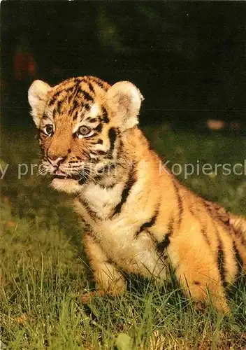 AK / Ansichtskarte Tiger Tiere Sibirischer Tiger Zoo Magdeburg Kat. Tiere