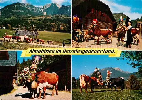 AK / Ansichtskarte Kuehe Almabtrieb Berchtesgadener Land  Kat. Tiere
