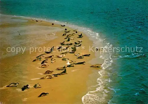 AK / Ansichtskarte Seehunde Robben Sandbank Fliegeraufnahme Kat. Tiere