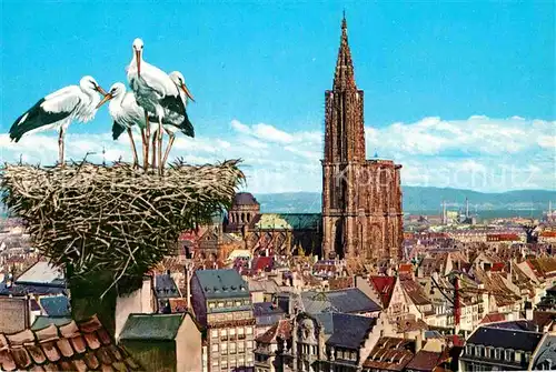 AK / Ansichtskarte Storch Strasbourg Nid de Cigognes  Kat. Tiere